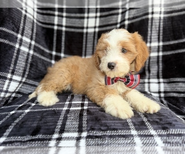 Medium Photo #3 Cavapoo (Miniature) Puppy For Sale in LAKELAND, FL, USA