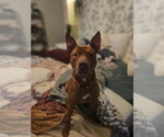 Small Photo #10 American Pit Bull Terrier-Staffordshire Bull Terrier Mix Puppy For Sale in Fuquay-Varina, NC, USA