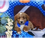 Small Photo #6 Goldendoodle (Miniature) Puppy For Sale in OXFORD, PA, USA
