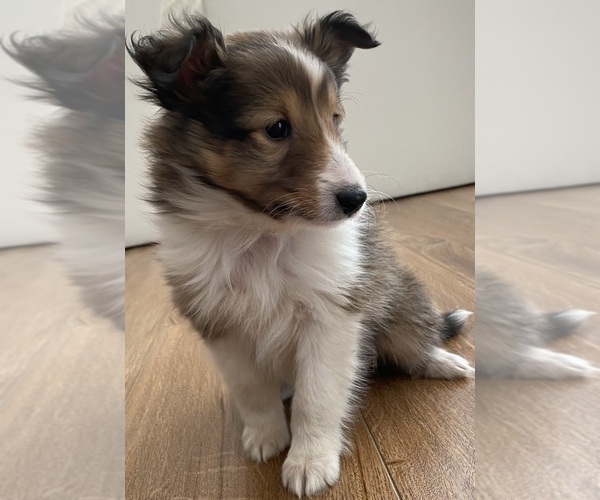 Medium Photo #8 Shetland Sheepdog Puppy For Sale in CHESAPEAKE, VA, USA