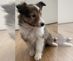 Small #7 Shetland Sheepdog