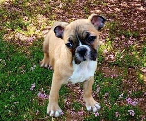 Faux Frenchbo Bulldog Puppy for sale in LORDSTOWN, OH, USA