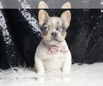 Small #1 French Bulldog