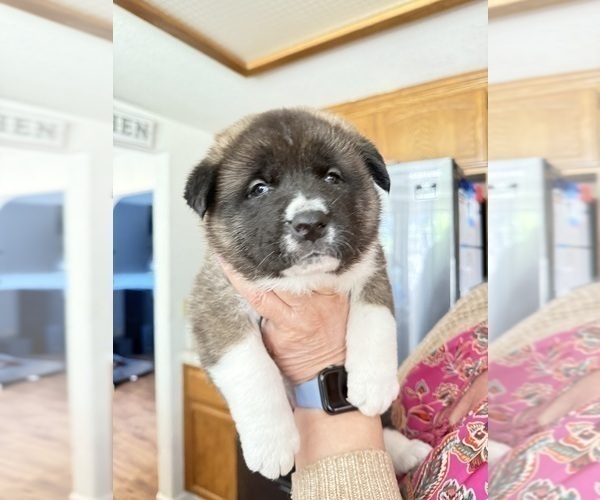 Medium Photo #13 Akita Puppy For Sale in TEHACHAPI, CA, USA
