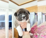 Small #12 Akita