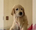 Small Photo #4 English Cream Golden Retriever Puppy For Sale in PHOENIX, AZ, USA