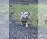 Small Photo #17 American Bully Puppy For Sale in MOUNT OLIVE, AL, USA