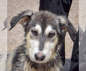 German Shepherd Dog-Huskies Mix Dogs for adoption in Huntley, IL, USA