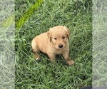 Small #2 Golden Retriever