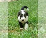 Puppy Oreo Collie-Poodle (Miniature) Mix
