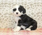 Small #3 Miniature Bernedoodle