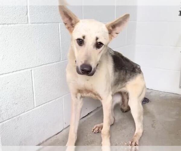 Medium Photo #1 German Shepherd Dog-Unknown Mix Puppy For Sale in Houston, TX, USA