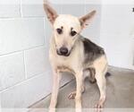 Small German Shepherd Dog Mix