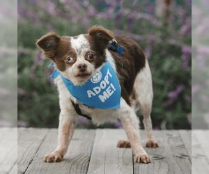 Papillon Dogs for adoption in Pacific Grove, CA, USA