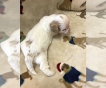 Small Photo #4 Cavachon Puppy For Sale in SILEX, MO, USA