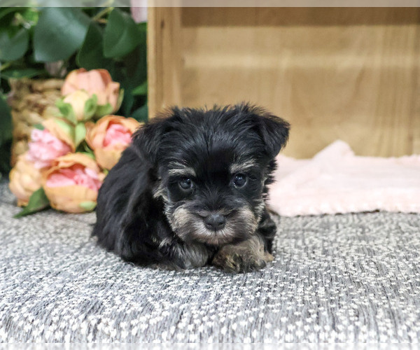 Medium Photo #5 Schnauzer (Miniature) Puppy For Sale in SYRACUSE, IN, USA