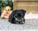 Small #4 Schnauzer (Miniature)