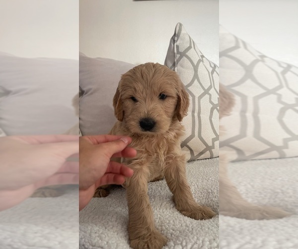 Medium Photo #7 Goldendoodle Puppy For Sale in SAN DIEGO, CA, USA