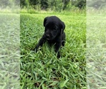 Puppy Raven Labrador Retriever