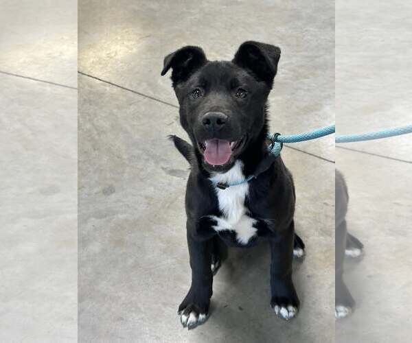 Medium Photo #1 Mutt Puppy For Sale in Minneapolis, MN, USA