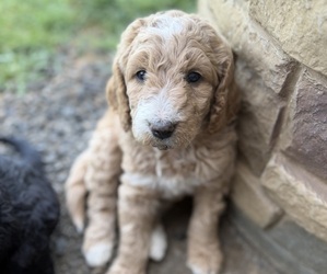 Goldendoodle mix (+ Poodle Standard) Puppy for sale in WINLOCK, WA, USA