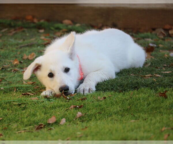 Medium Photo #3 German Shepherd Dog Puppy For Sale in San Diego, CA, USA
