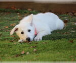 Small #2 German Shepherd Dog