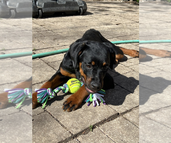 Medium Photo #2 Rottweiler Puppy For Sale in RACINE, WI, USA