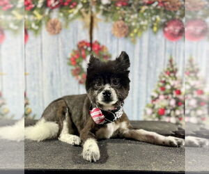 Pomeranian Dogs for adoption in Mooresville, NC, USA