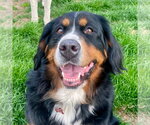 Small Photo #17 Bernese Mountain Dog Puppy For Sale in Canton, CT, USA