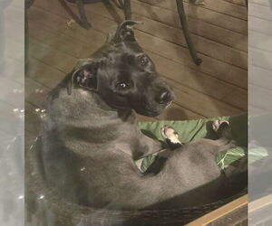Bullboxer Pit Dogs for adoption in Boonton, NJ, USA