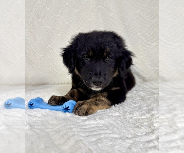 Medium Photo #5 Golden Shepherd Puppy For Sale in GREENFIELD, IN, USA