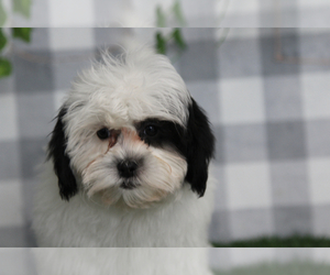 Shih-Poo Puppy for Sale in MARIETTA, Georgia USA