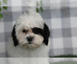 Small Shih-Poo