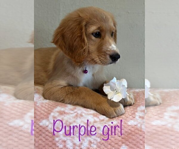 Medium Photo #2 Goldendoodle Puppy For Sale in SACRAMENTO, CA, USA