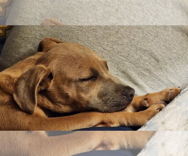 Medium Photo #6 American Staffordshire Terrier-Black Mouth Cur Mix Puppy For Sale in Spring, TX, USA