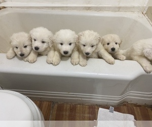Great Pyrenees Puppy for sale in MONAHANS, TX, USA