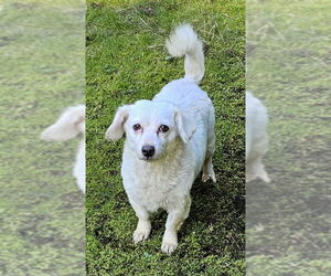 Dachshund-Unknown Mix Dogs for adoption in Olalla, WA, USA