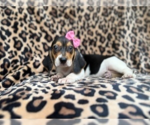 Beagle Puppy for sale in LAKELAND, FL, USA