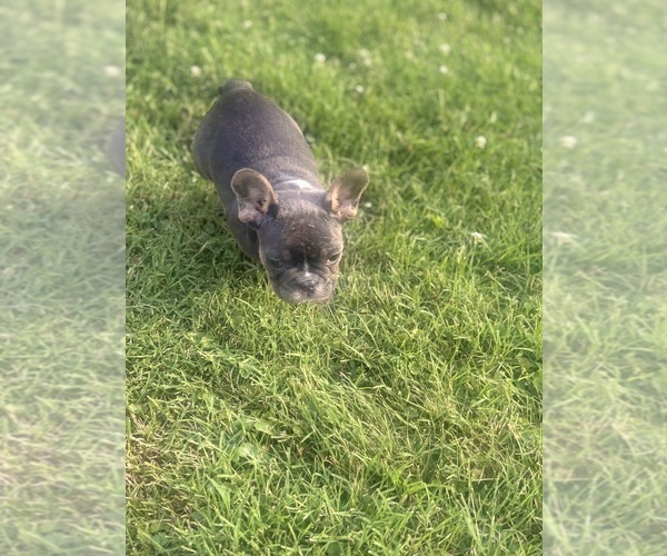Medium Photo #4 French Bulldog Puppy For Sale in SPRINGFIELD, IL, USA