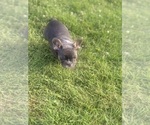 Small #2 French Bulldog