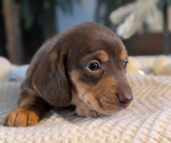 Medium Photo #8 Dachshund Puppy For Sale in GOSHEN, IN, USA