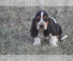 Small #2 Basset Hound