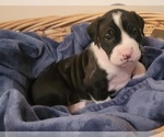 Small Photo #44 American Bulldog Puppy For Sale in MARYVILLE, MO, USA