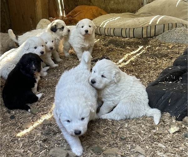Medium Photo #2 Great Pyrenees-Maremma Sheepdog Mix Puppy For Sale in RENTON, WA, USA