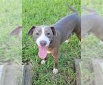 Small American Pit Bull Terrier