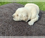 Small Photo #23 Golden Retriever Puppy For Sale in WOOSTER, OH, USA