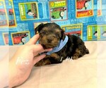 Image preview for Ad Listing. Nickname: Tiny Fez
