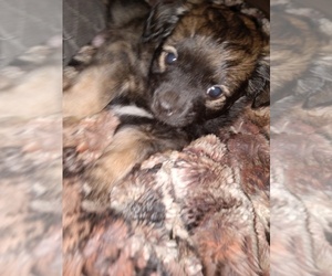 ShiChi Dog for Adoption in STILLWATER, Oklahoma USA