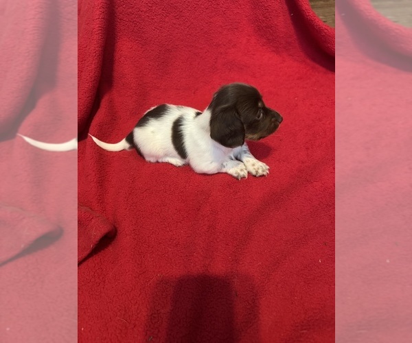 Medium Photo #2 Dachshund Puppy For Sale in LARGO, FL, USA